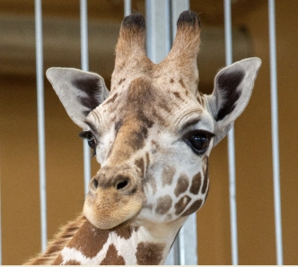 Giraffer