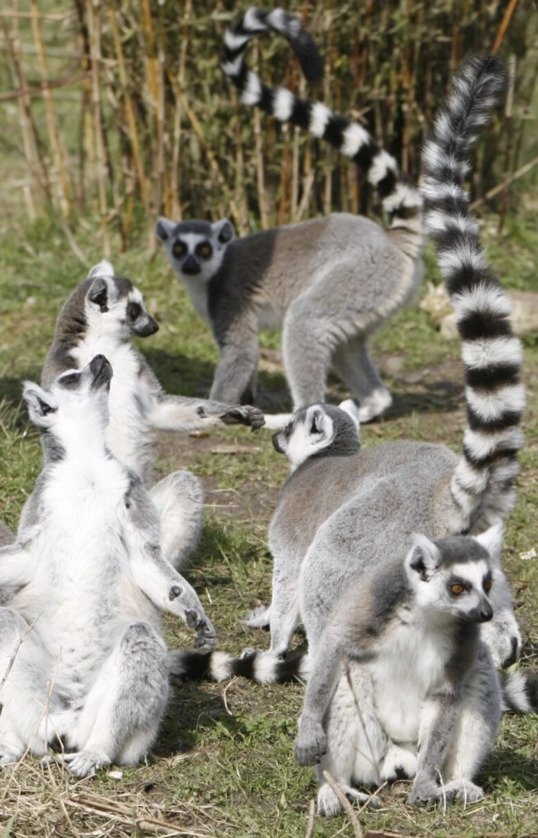 Jyllands Park Zoo