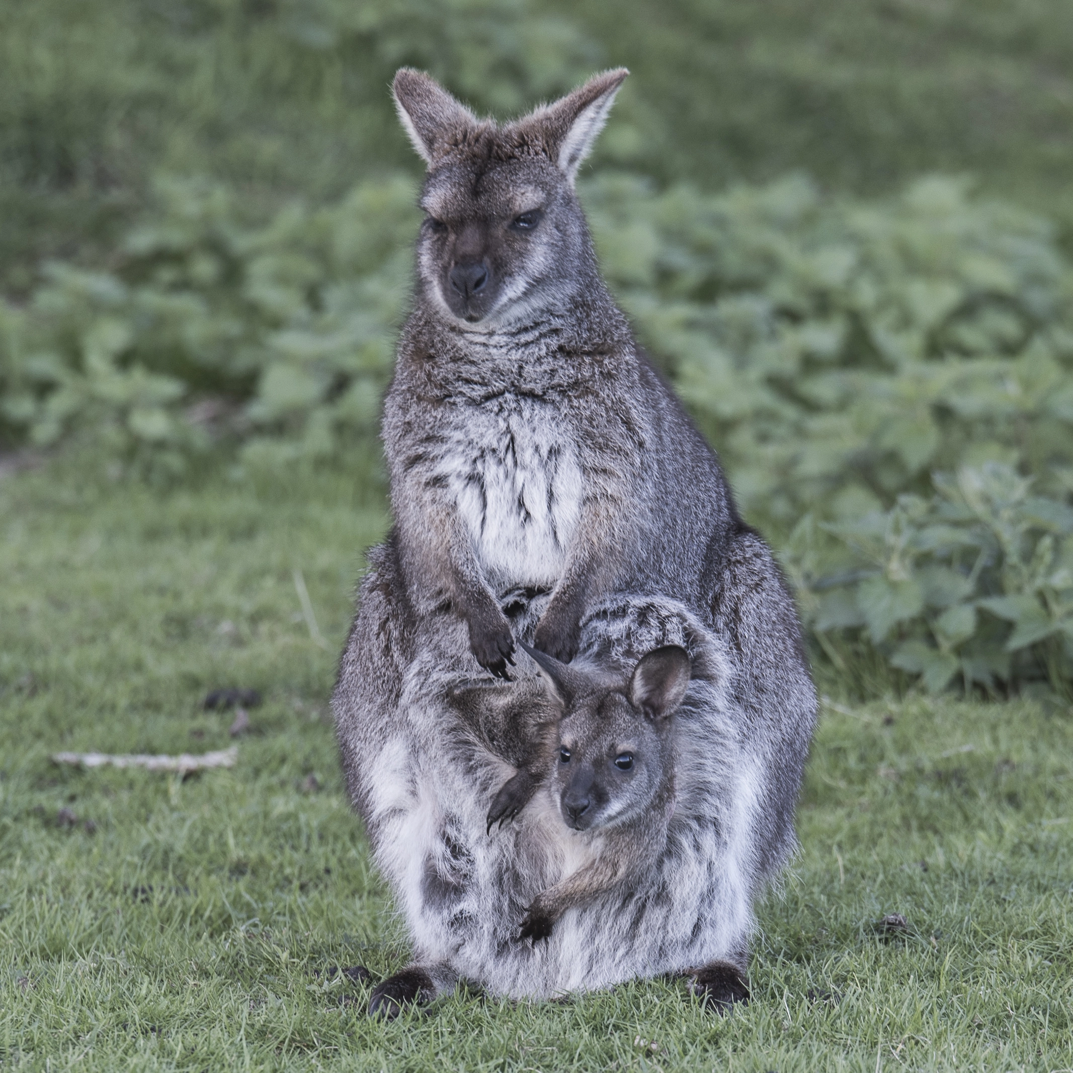 Jyllands Park Zoo