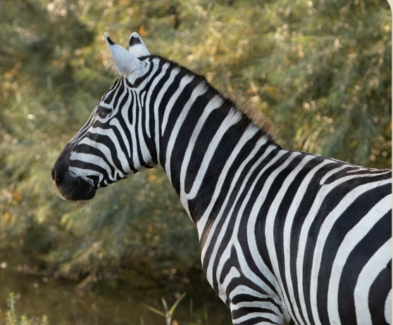 Zebra