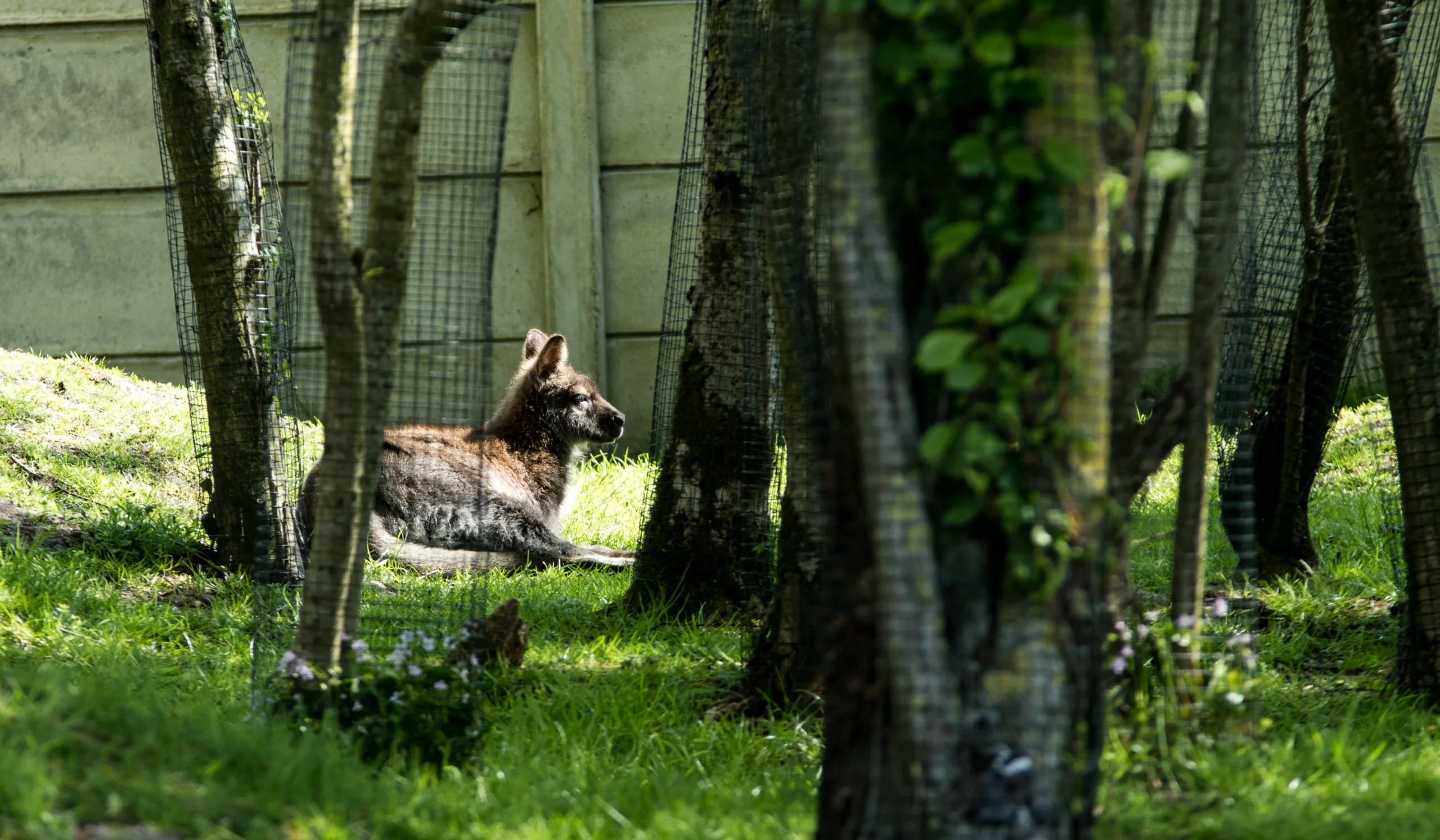 Dyr i Jyllands Park Zoo